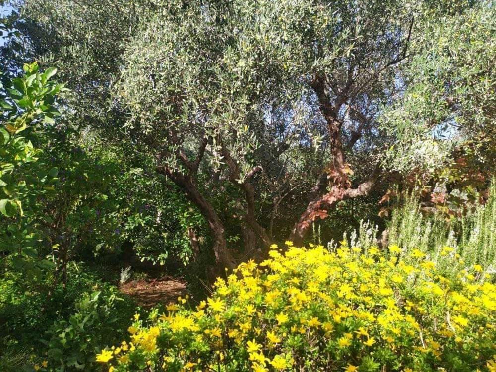 Olive Lemon Biophilic House & Lush Forest Garden Vámos Exterior foto