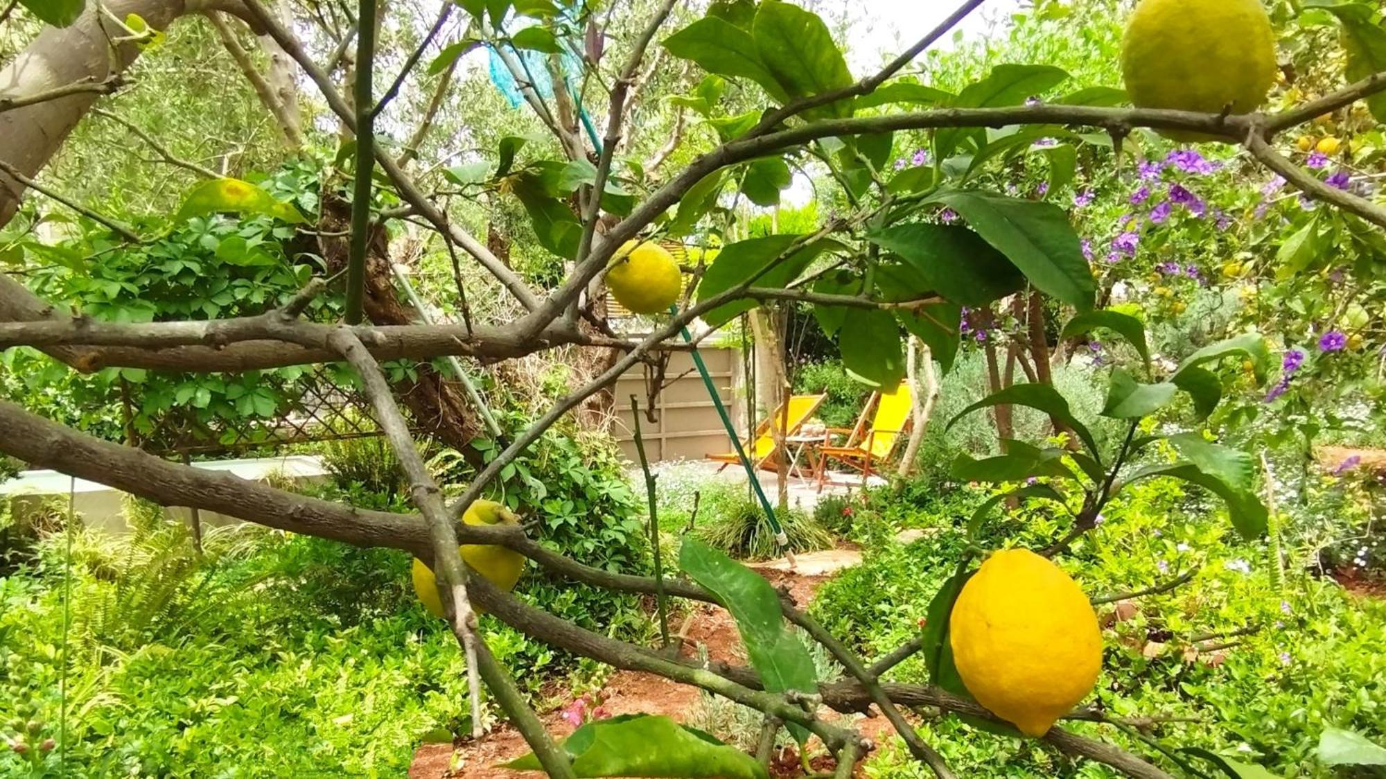 Olive Lemon Biophilic House & Lush Forest Garden Vámos Quarto foto