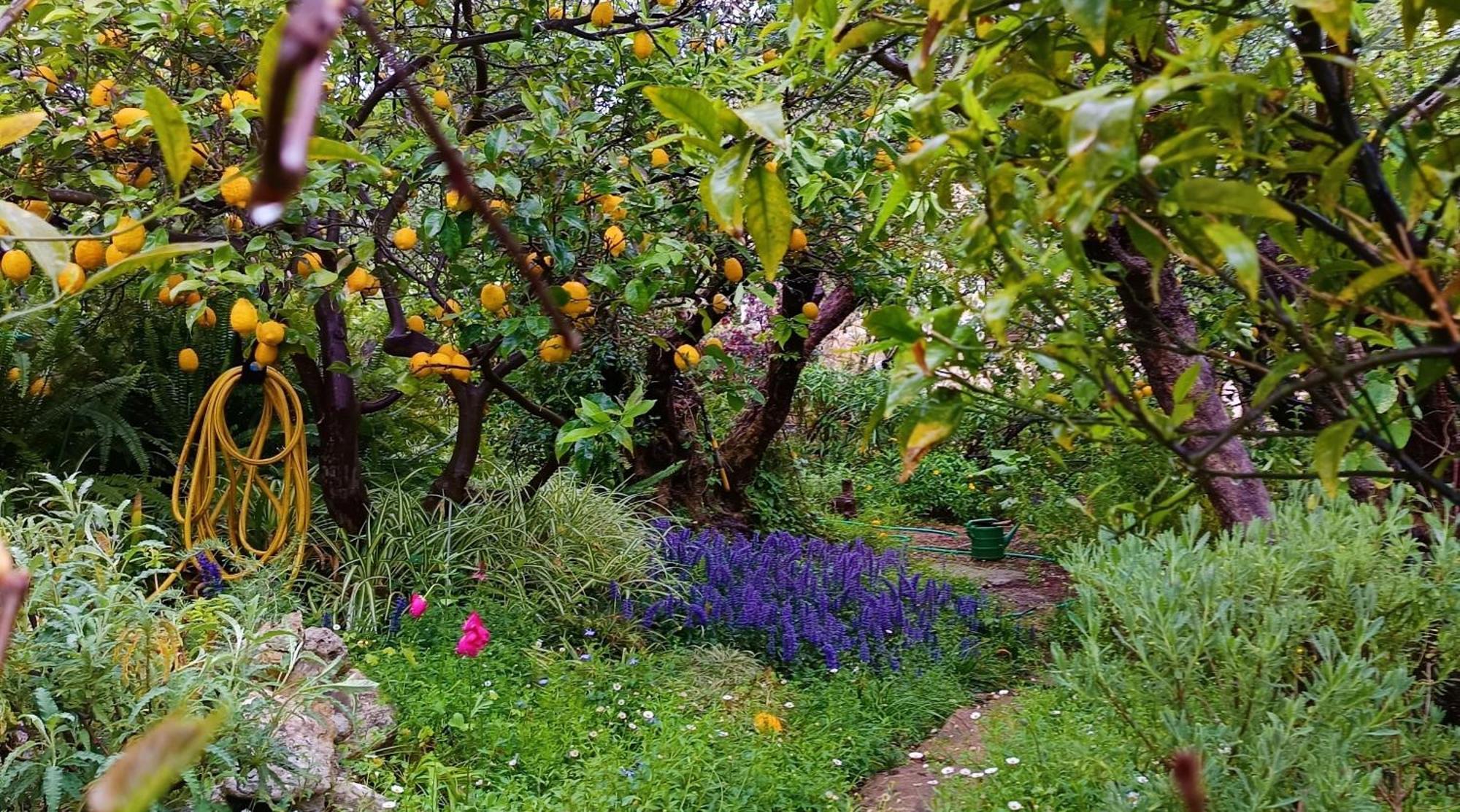 Olive Lemon Biophilic House & Lush Forest Garden Vámos Exterior foto