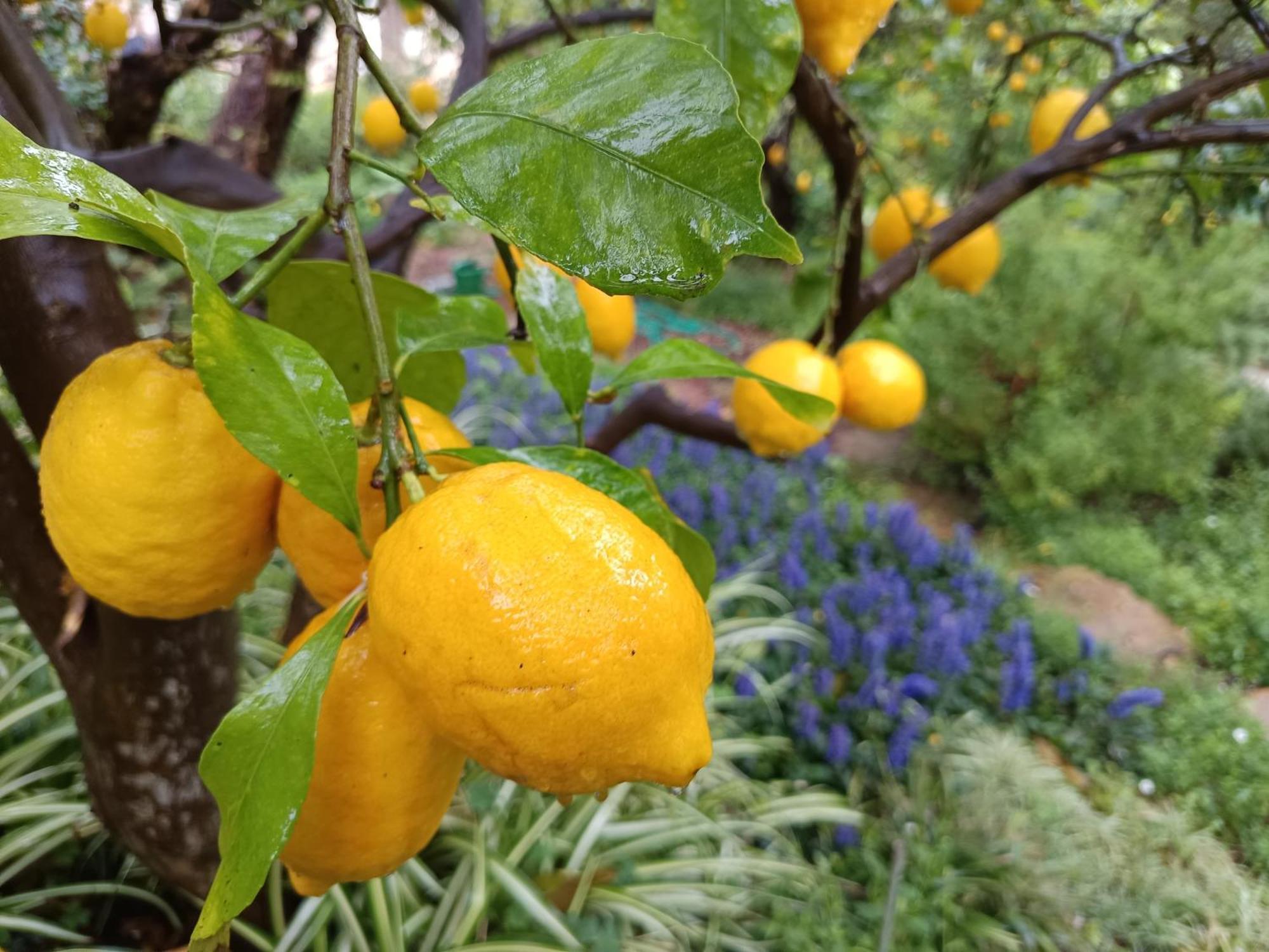 Olive Lemon Biophilic House & Lush Forest Garden Vámos Exterior foto